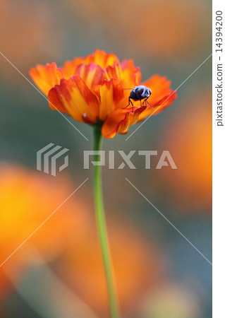 Flies and flowers 14394200