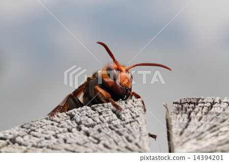 Hornet 14394201