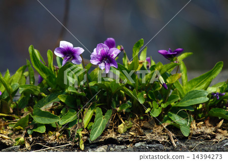 Small flower violet 14394273