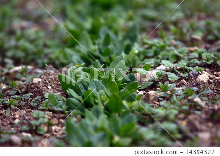 Spinach (rice grass) Spinach (rice grass) 14394322