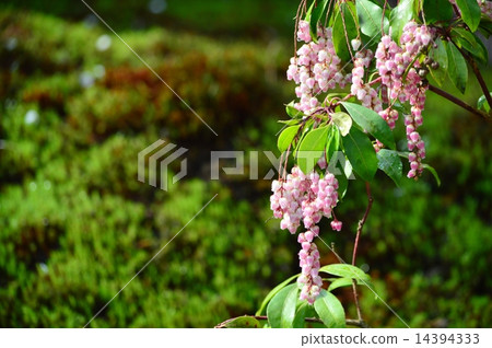 Azalea Azalea 14394333