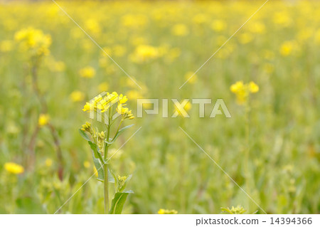 Spring dazzling rape blossoms 14394366