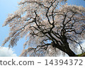 Sakura 14394372