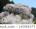 Sakura 14394373