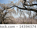Sakura 14394374