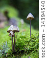 mushroom 14394540