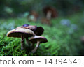 mushroom 14394541