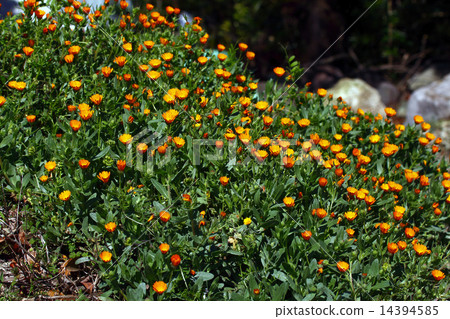 Calendula (calendula) wilts in winter Calendula (calendula) wilts in winter 14394585