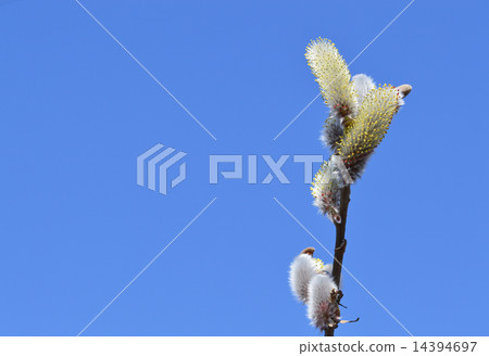 貓科動物（貓柳） 14394697