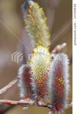 Felines (cat Yanagi) Felines (cat Yanagi) 14394698