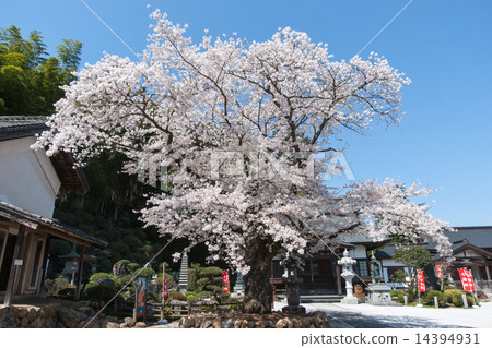 在寺廟寺廟的吉野櫻桃樹 14394931