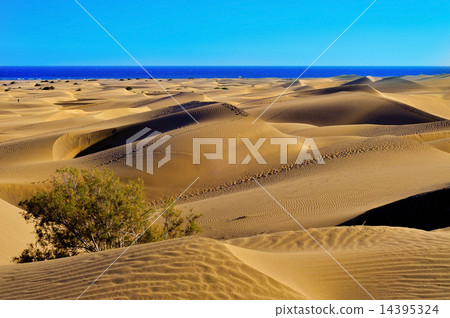 Natural Reserve of Dunes of Maspalomas, in Gran Canaria, Spain 14395324