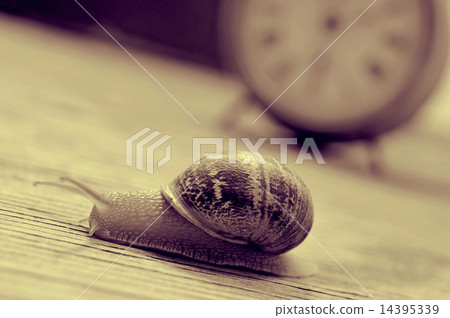 land snail and clock, in sepia tone 14395339