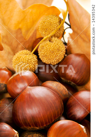 chestnuts 14395342