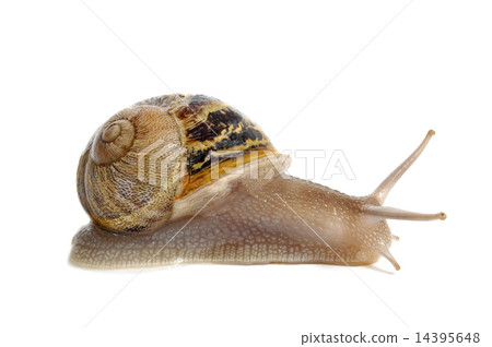 land snail land snail 14395648