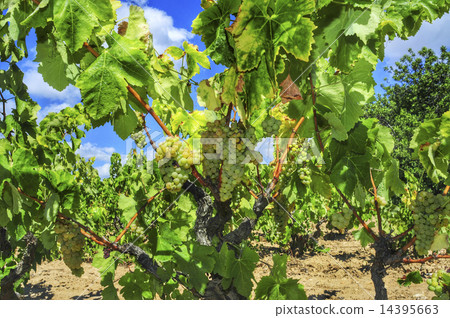 grapes on a vine 14395663