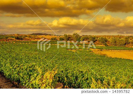 a vineyard in a mediterranean country at sunset a vineyard in a mediterranean country at sunset 14395782