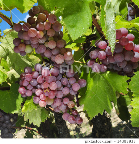 grapes on a vine grapes on a vine 14395935