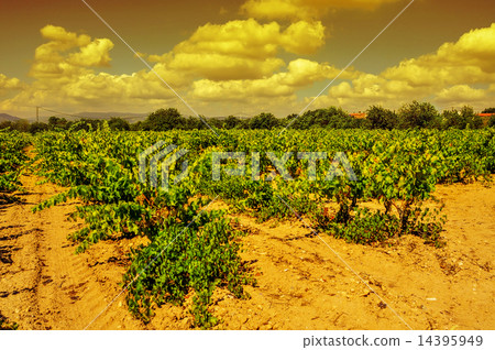 a vineyard in a mediterranean country at sunset 14395949
