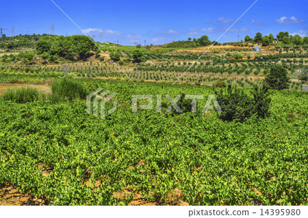 vineyard with ripe grapes in Catalonia, Spain vineyard with ripe grapes in Catalonia, Spain 14395980
