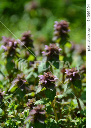 Spring, Nogushi Princess Odysso 14396404