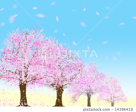 Cherry blossom trees - Stock Illustration [14396419] - PIXTA
