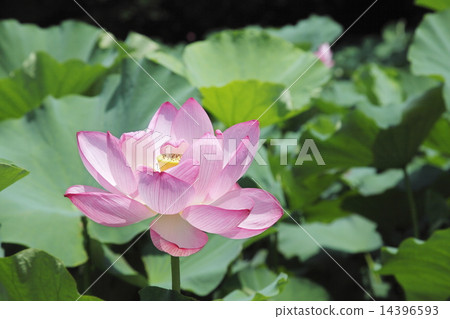 Hot summer image 14396593