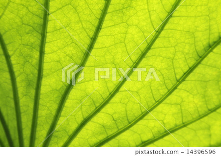 Lotus leaf texture 14396596