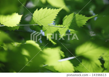 Refreshing fresh green image Refreshing fresh green image 14396613