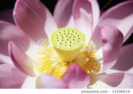蓮花特寫鏡頭 蓮花特寫鏡頭 14396619