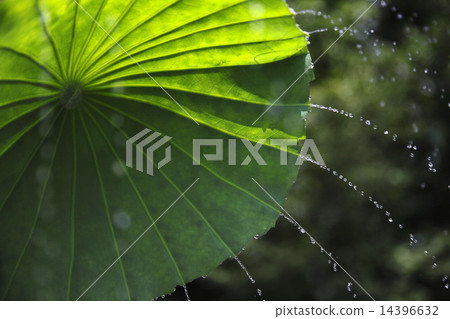 Lotus leaves shower summer image 14396632