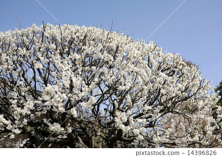 三月梅 三月梅 14396826