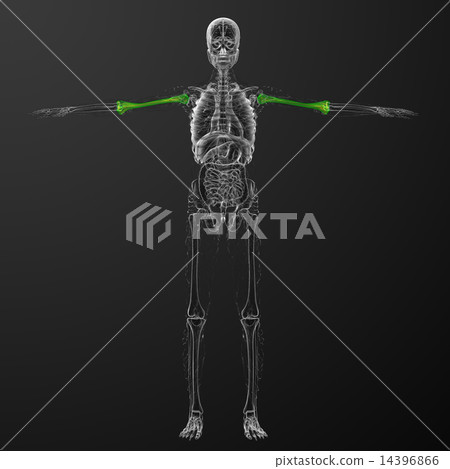 3d render  illustration of the humerus bone 14396866