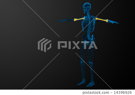 3d render  illustration of the humerus bone 14396926