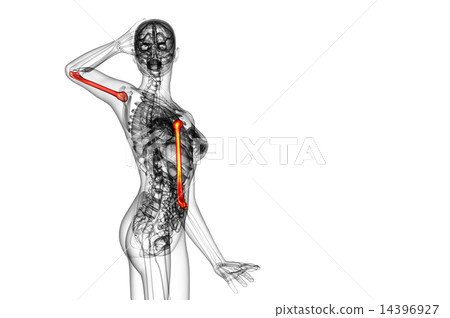 3d render  illustration of the humerus bone 14396927