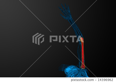 3d render  illustration of the humerus bone 14396962