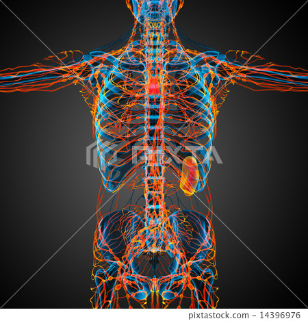3d render illustration of the humerus bone 3d render illustration of the humerus bone 14396976