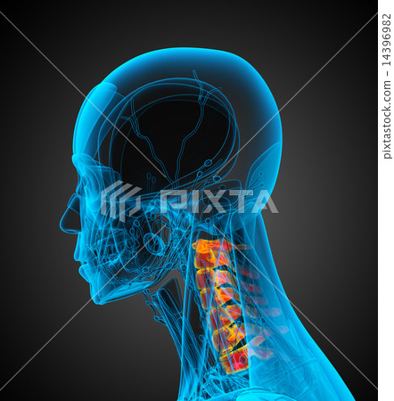 3d render  illustration of the humerus bone 3d render  illustration of the humerus bone 14396982