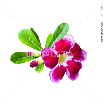 desert rose with green leaf 14397276