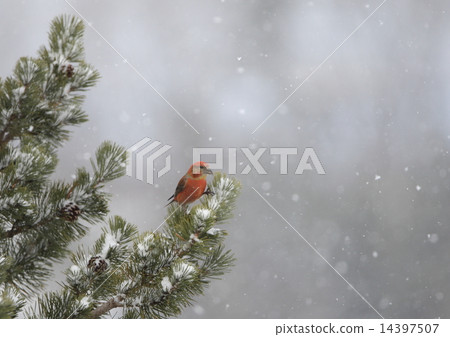 伊斯卡 伊斯卡 14397507