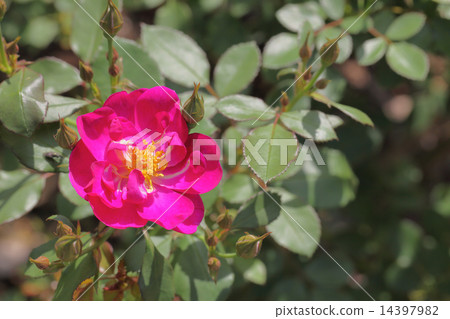 International Herald Tribune / Rose Flower 14397982