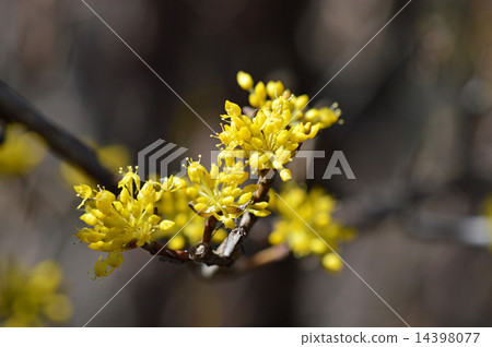 Sanshuyu (Yamushi) 14398077