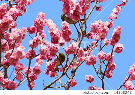 One of the famous trees of Kyoto gyoen "Kuroki no Mei" and Mejiro One of the famous trees of Kyoto gyoen "Kuroki no Mei" and Mejiro 14398248