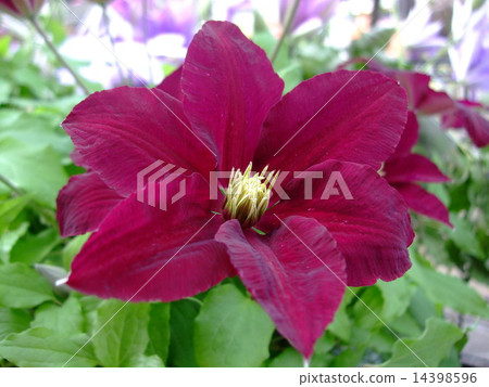 Clematis Clematis 14398596