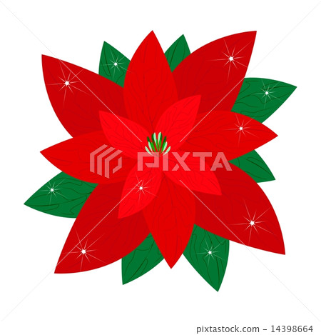 Red Christmas Poinsettia Flower White Background Red Christmas Poinsettia Flower White Background 14398664