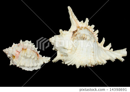 Isolated beautiful sea shells Isolated beautiful sea shells 14398691