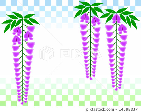 紫藤花 紫藤花 14398837