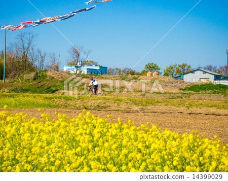 Cycling road where carp streamers swim 14399029