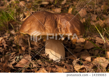 Boletus edulis Boletus edulis 14399063
