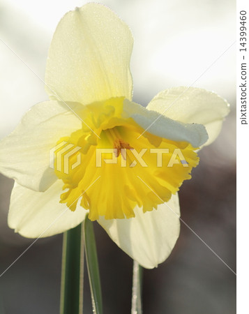 一朵活潑的高調花朵沐浴在清晨的陽光下，沐浴在夜露（Suisen） 14399460